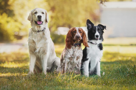Several dogs sitting in the grass.