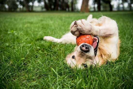 A dog with a ball. 