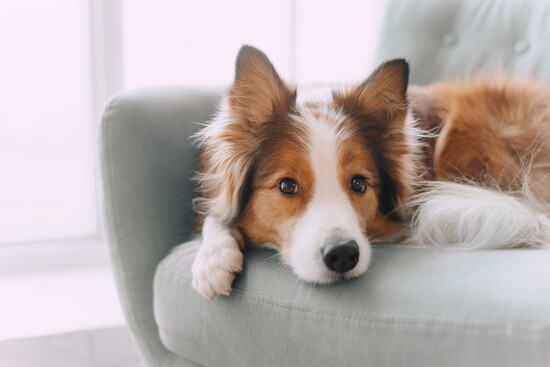 Border Collie on a couch.