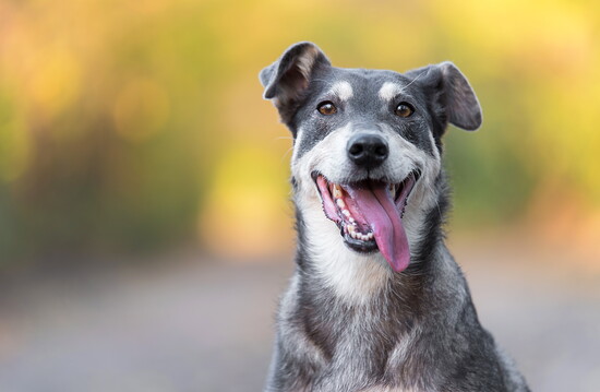 Closeup of a dog