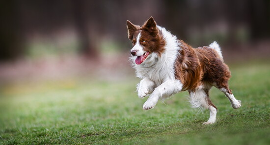 Border Collie running in a field.