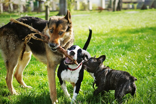 Several dogs with a stick. 