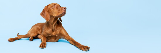 A dog lying on the floor. 