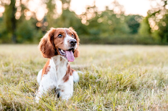 A small dog in a field.