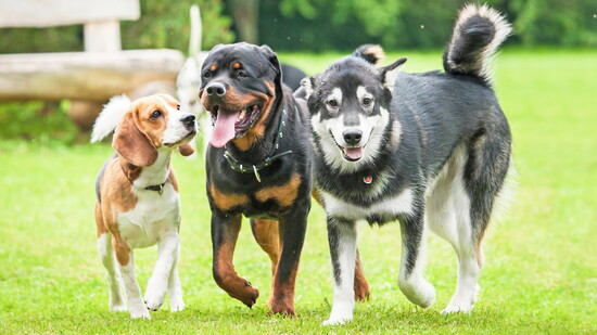 Three dogs walking in the grass.