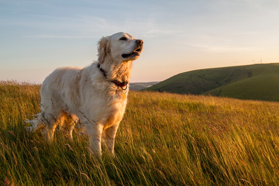A dog in a field.