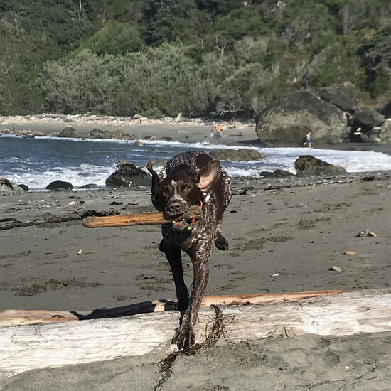 Mathis with a stick on a beach. Photo Credit: James Lisowski