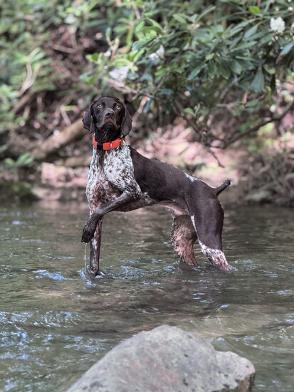 Tobey in the water. Photo Credit: James Lisowski