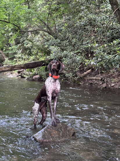 Tobey in the water. Photo Credit: James Lisowski