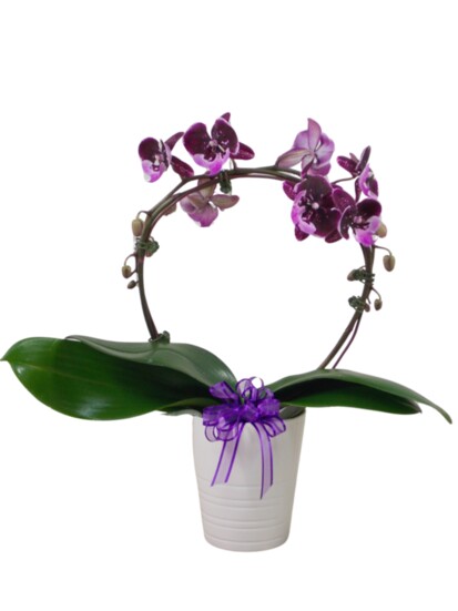 Steve's orchids