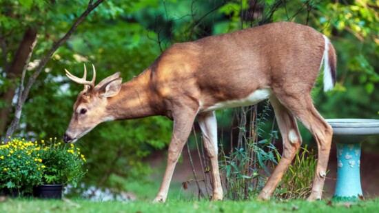 Deer Damage and Lyme Disease: