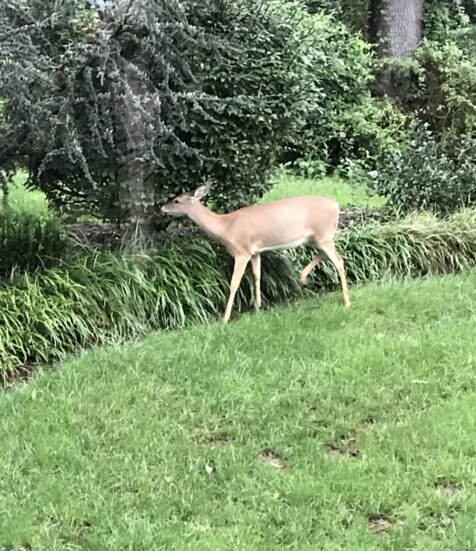 Deer Can Make a Meal of Your Landscaping 