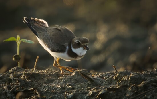 A semipalmated plover among the thousands of shorebirds and waterfowl that stopped at the habitat site near Indianola, MS.