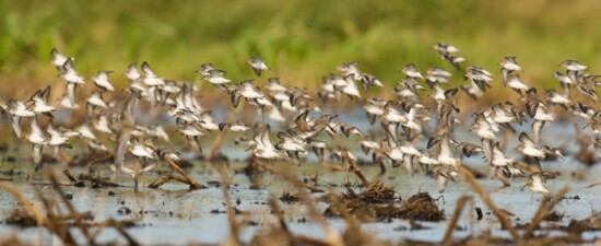 These birds depend on high-quality shallow water and mudflat stopover to fuel up during their migrations. 