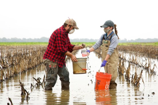 Excellent temporary wetland habitat for migratory water birds can be made on working lands, e.g. by flooding a corn field in fall after harvest. 