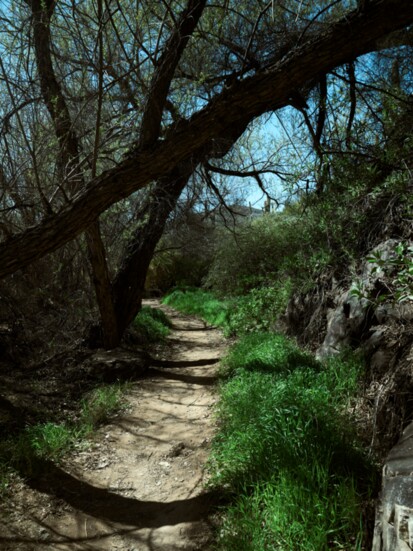 Dragonfly Trail 