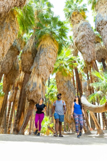 Hiking the Indian Canyons trails takes visitors through groves of native California fan palms which grow up to 60 feet and can live up to 100 years.