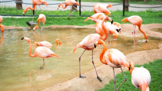 Colorful flamingos strut their stuff in the OKC Zoo's newest exhibition space, Destination Africa.