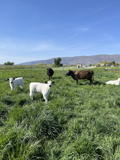 Tieton Farm & Creamery
