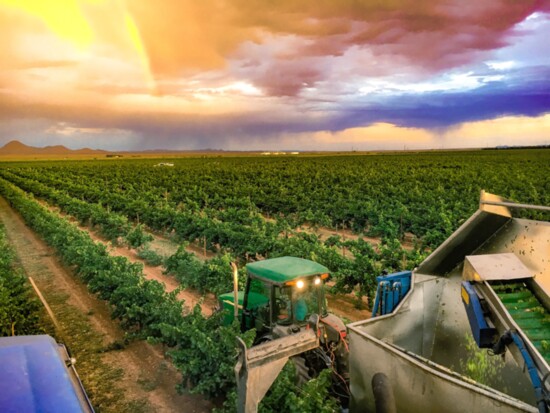 Chelsea Canon vineyard harvest