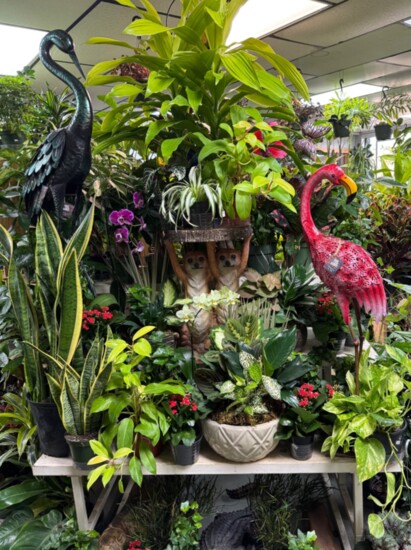 The Man Cave Market has an array of gorgeous plants and accessories!