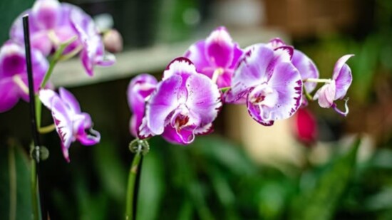 Gorgeous orchids make great Valentine's Day gifts. 