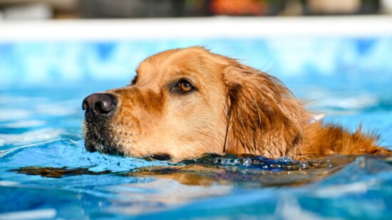 Duke cools off in his beautiful pool.