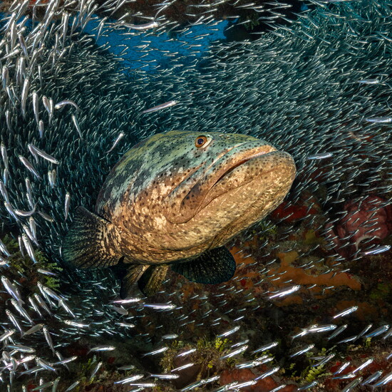 Goliath Grouper surrounded by bait fish.