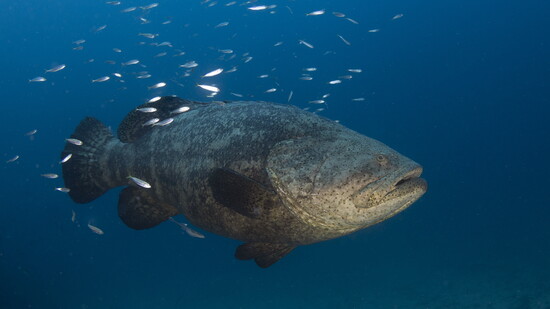 Goliath Grouper spawning