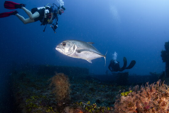 Exploring the Jupiter Wreck Trek wit a Bigeye Trevally.
