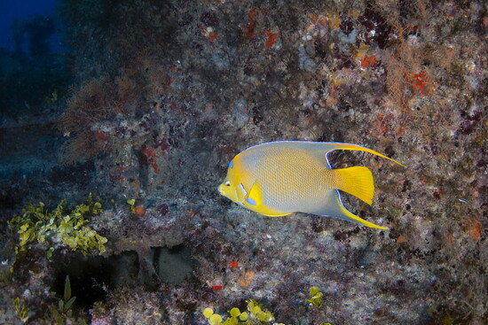 Queen Angelfish