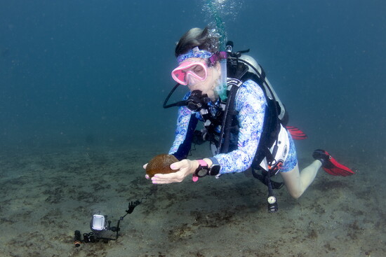 Taking a closer look at a Fat Sea Biscuit at Blue Heron Bridge.