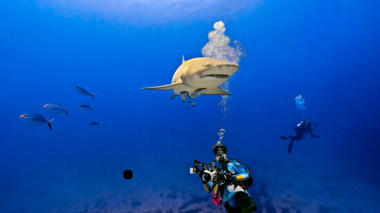 Lemon Shark giving me the side-eye.
