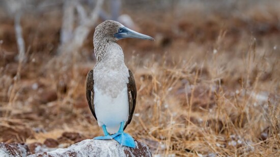 Blue Footed Boobie, Galápagos Islands