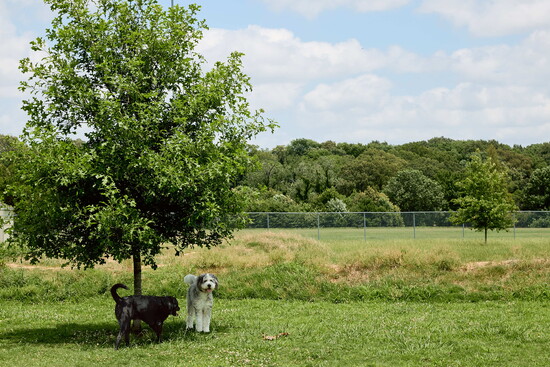 Moose and Murphy resting in the shade at Sea Isle Dog Park.