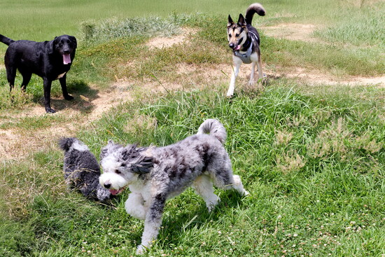 Dogs young and old, friends and acquaintances, playing at Sea Isle Dog Park.