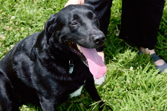 Murphy needs a break at Sea Isle Dog Park.