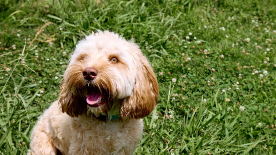 Golden-eyed Louis at Sea Isle Dog Park.