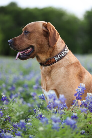 Boone