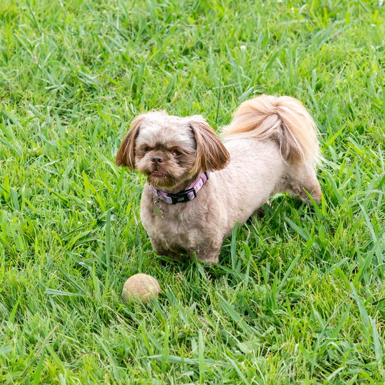 Nala stands guard over a new found toy.