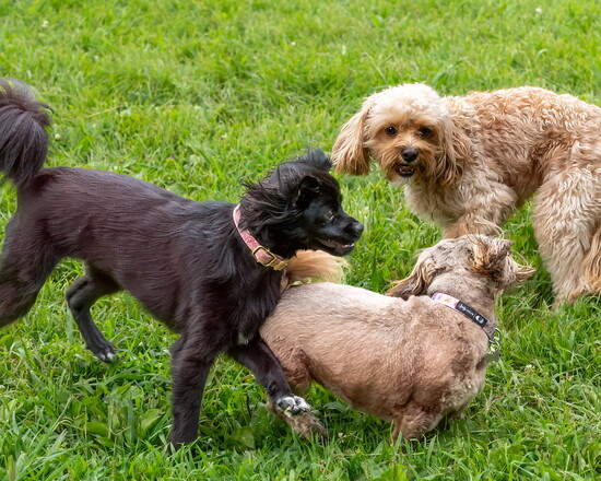 Mia, Nala and Nico frolic and play in Samson's Dog Park.