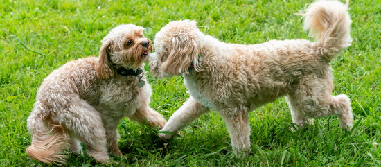 Nico meets a new friend, Wyatt.