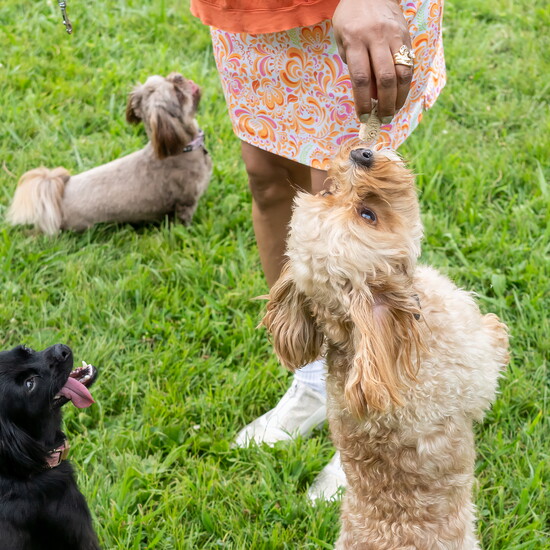 Nico performs for a treat while Mia and Nala await their turns.