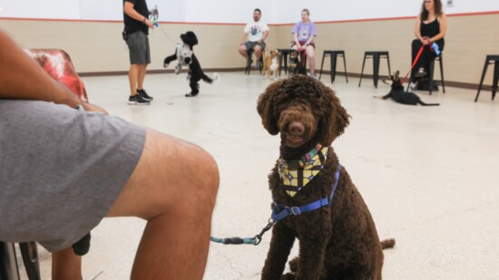 The Expert on Dog Training