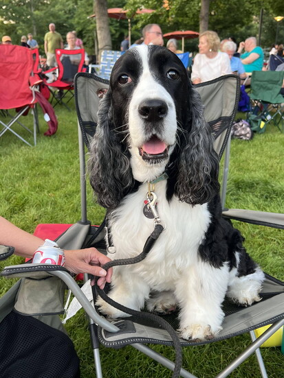 Bode the dog enjoys a Birmingham Concert in the Park. Photo by Ann Tappen 