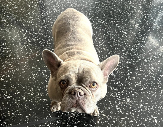 A sweet French bulldog visits the Daxton lobby bar. Photo by Ann Tappen