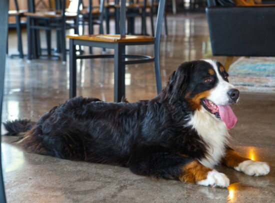 Bernese Mountain Dog Lady relaxes on the cool floor at Cape Brewing Co. Photo Acrylic Asylum Art.