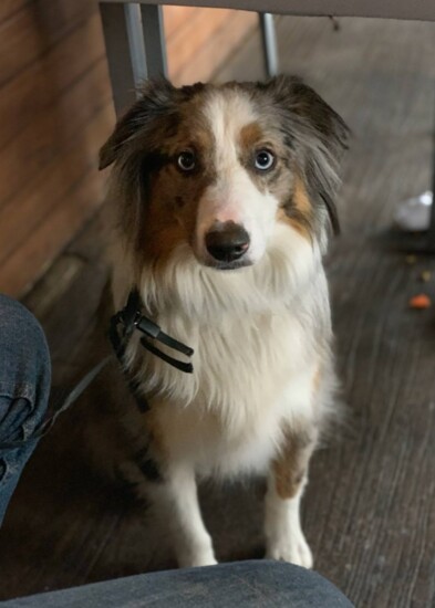 Dog-lover and Roosevelt's Owner Bryan Pasek loves taking pictures of visiting dogs. Photo Bryan Pasek.