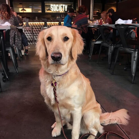 Gracie Sue enjoys Society, too. Photo @gracie_sue_the_golden.