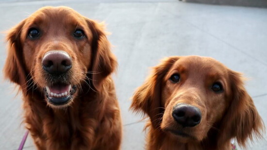 Meet Austin and Maggie Maethorn, the furry kiddos of Hannah and Mason!